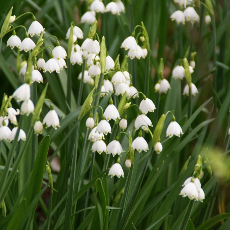 Leucojum aestivum