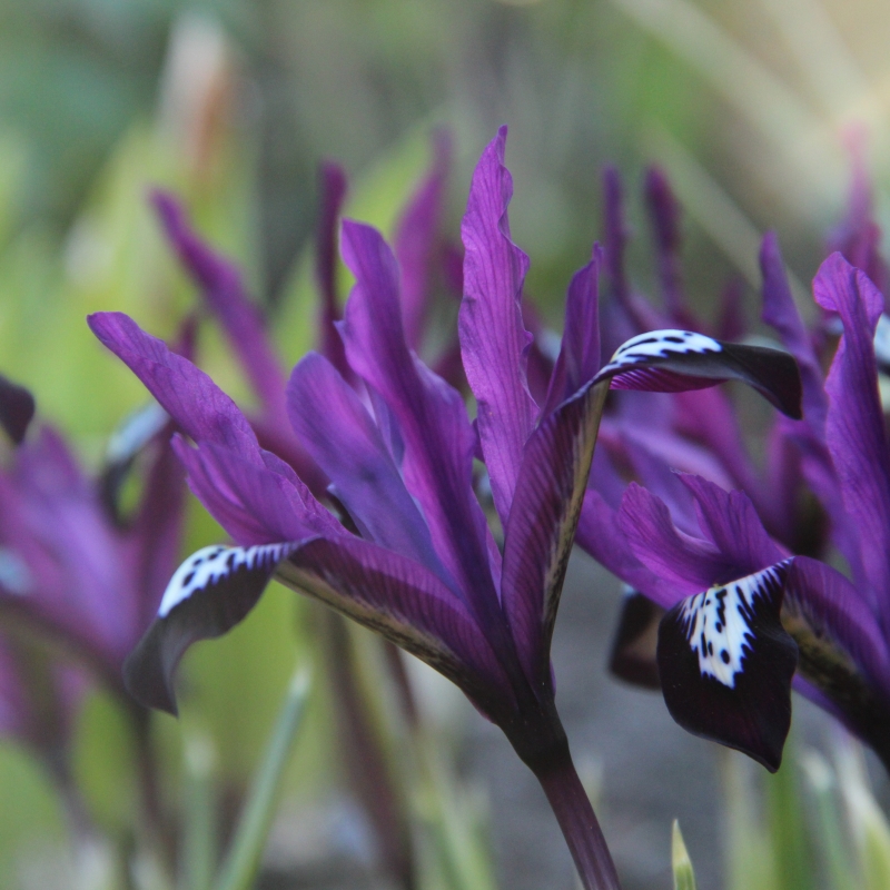 Iris reticulata 'Pauline'