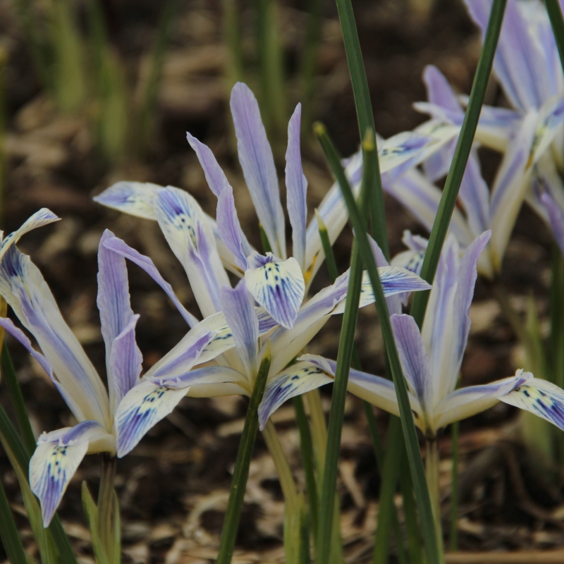 Kuvahaun tulos haulle Iris reticulata 'Painted Lady'