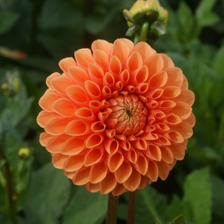 Dahlia 'Sylvia'