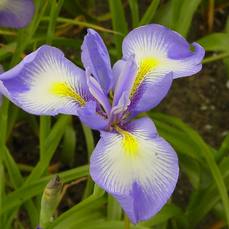 iris cycloglossa 1211