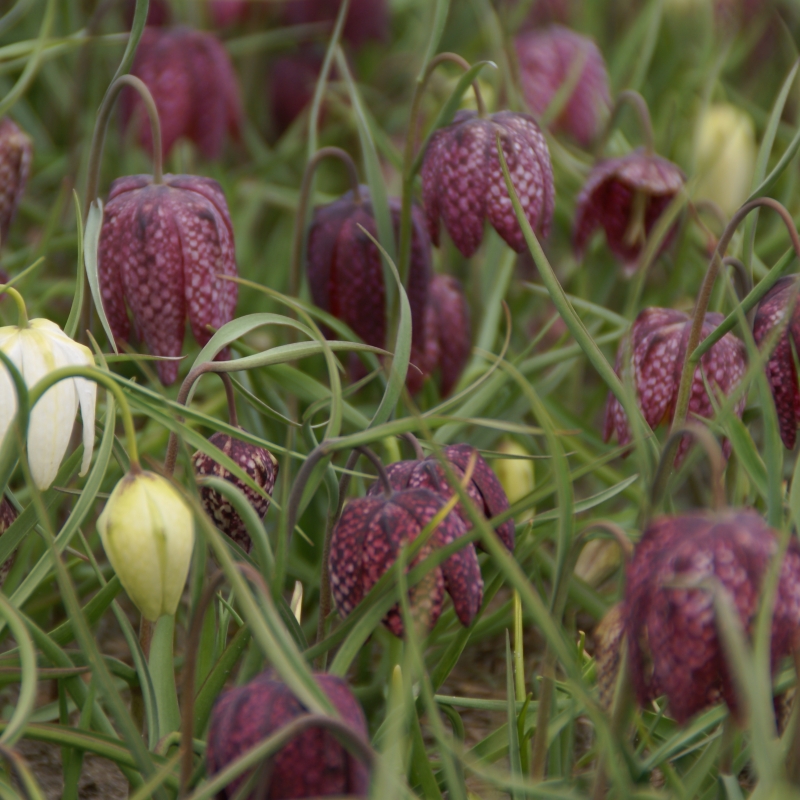 Fritillaria Meleagris Mix