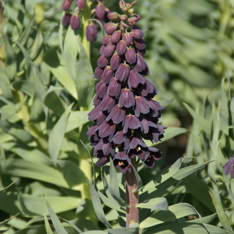 Fritillaria persica