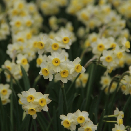 Narcissus 'Minnow'