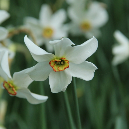 Narcissus poeticus var. recurvus