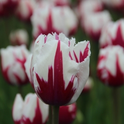 Tulipa 'Flaming Baltic'