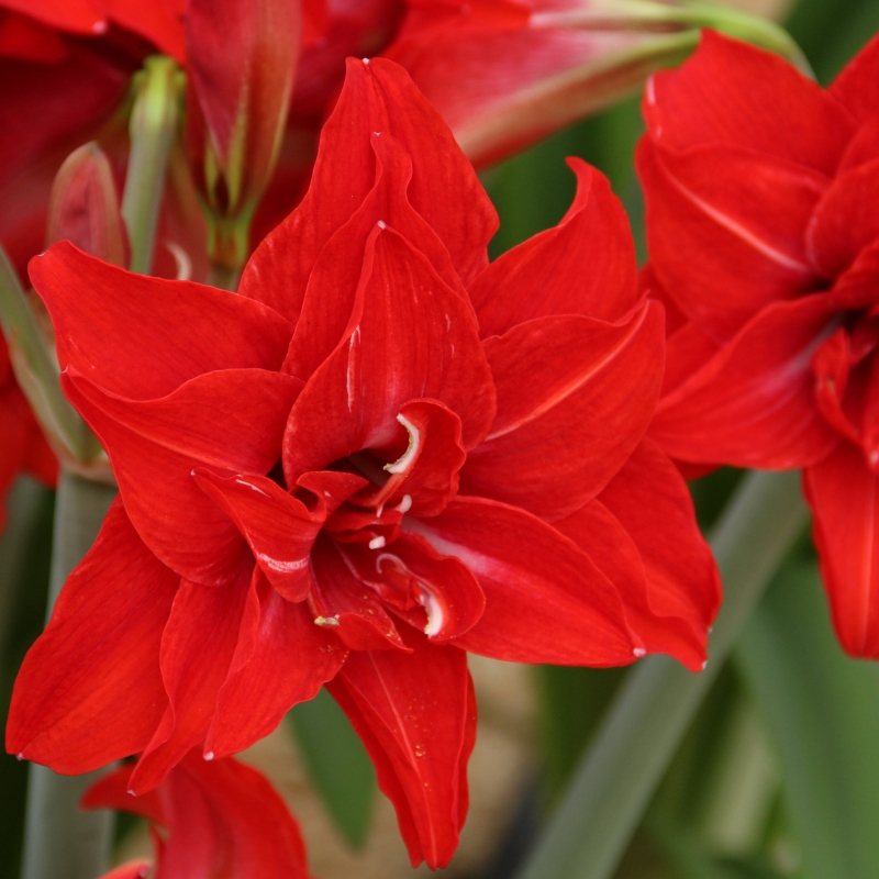 Hippeastrum Double Delicious