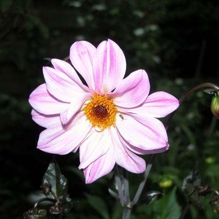 Dahlia 'Bishop of Leicester'