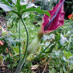 Dracunculus vulgaris