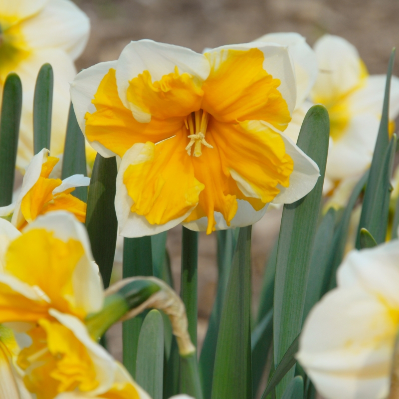 Narcissus 'Orangery'