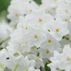 Narcissus 'Paperwhite Inbal' 