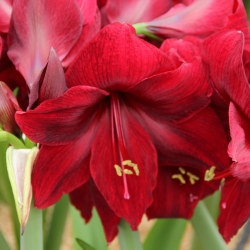 Hippeastrum 'Red Pearl'®