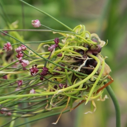 Allium scorodoprasum 'Art'®