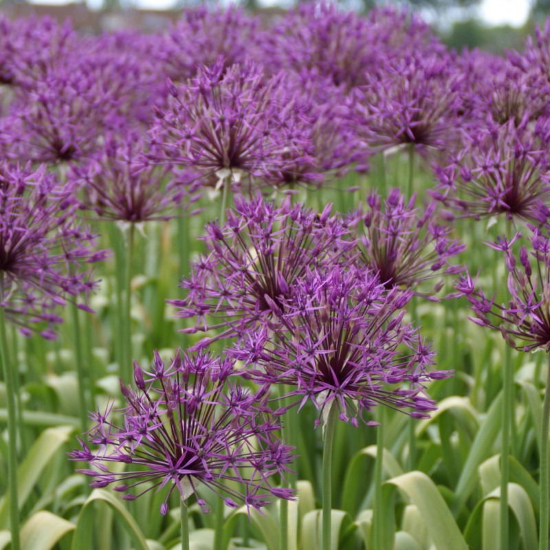 Allium 'Purple Rain'