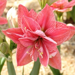 Hippeastrum 'Sweet Nymph'