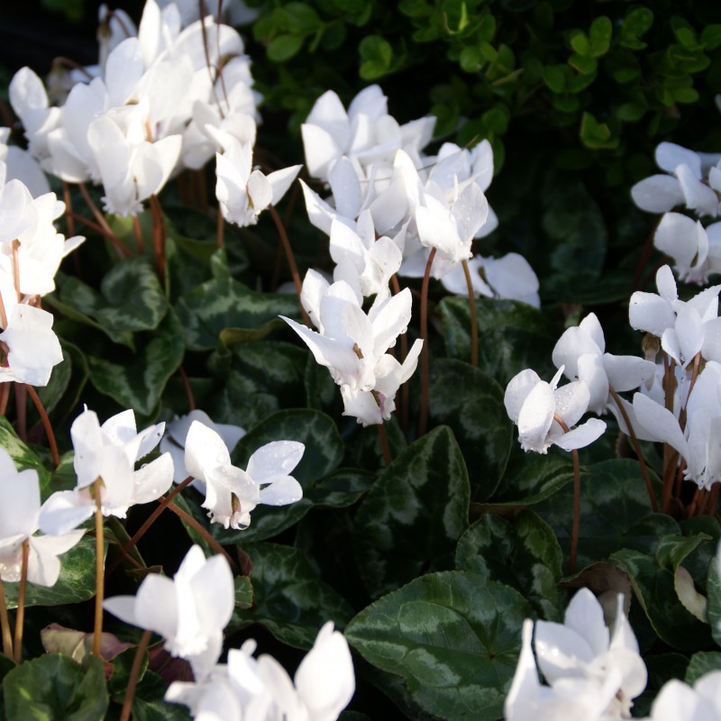 Cyclamen, autumnflowering