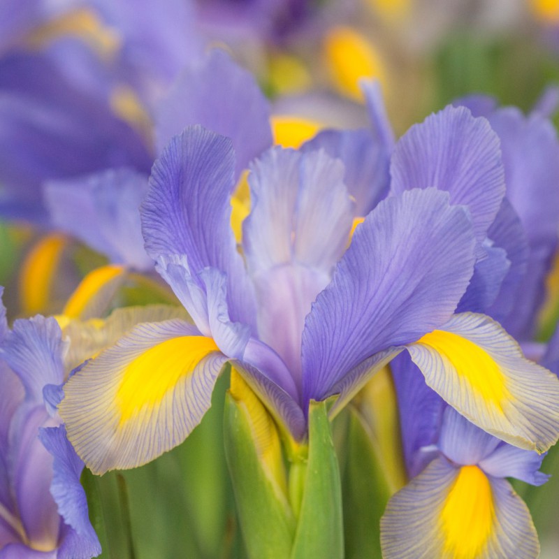 Iris hollandica 'Mystic Beauty'®