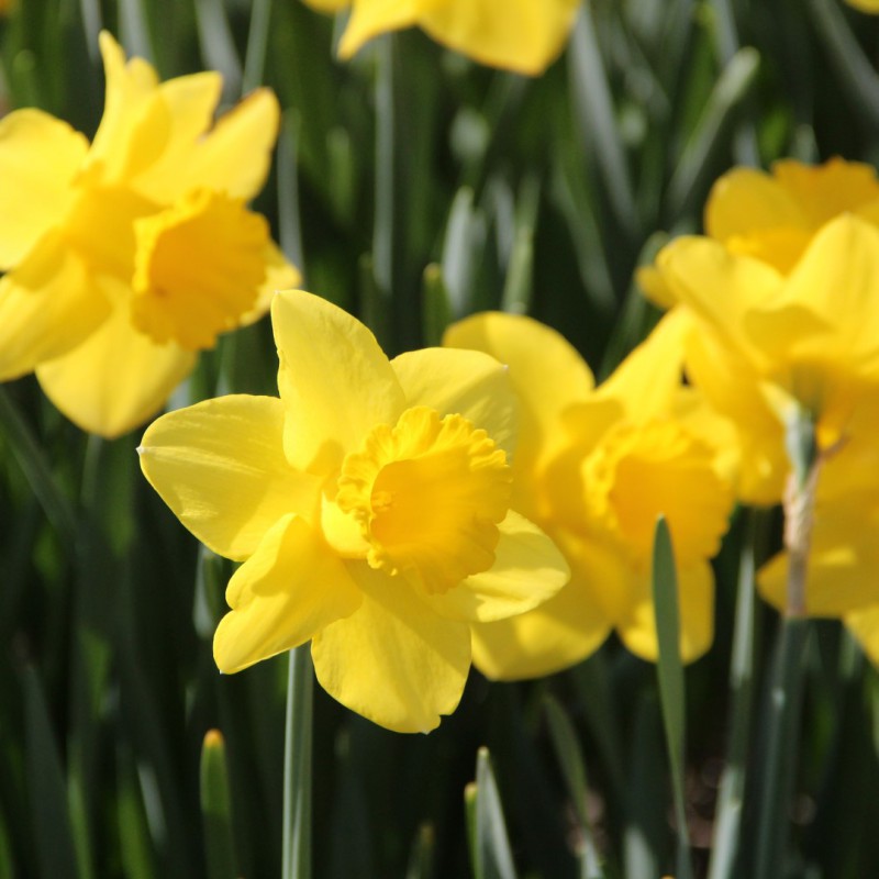 Narcissus 'Arkle'