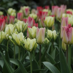 Tulipa 'Flaming Purissima'...