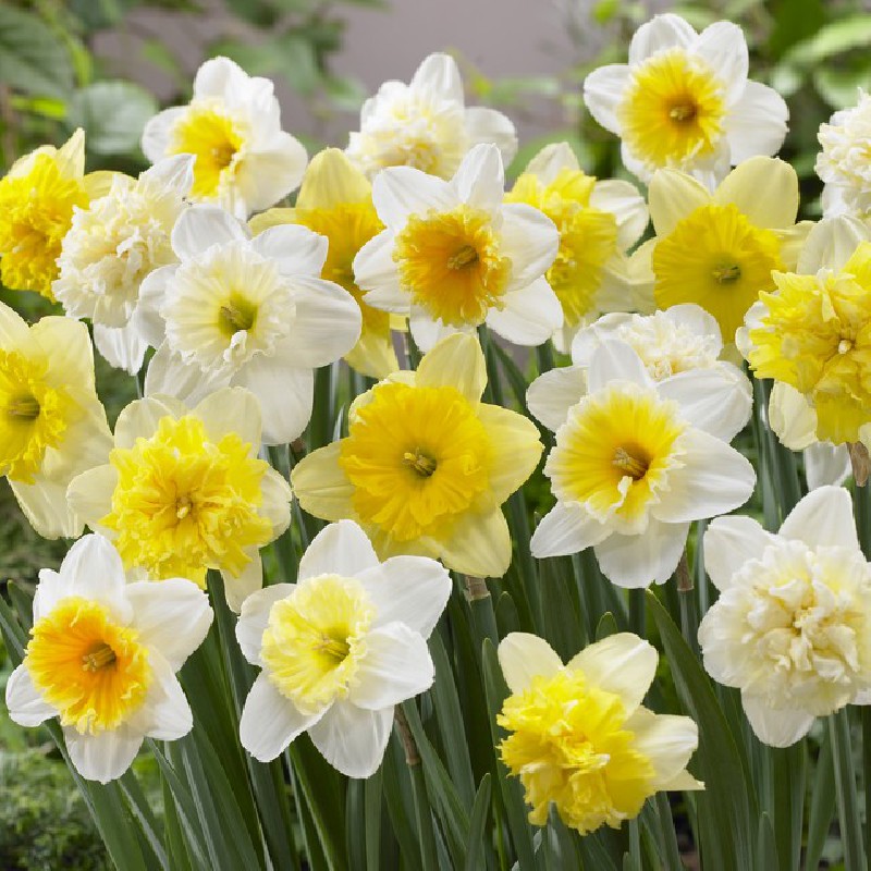 Narcissus Mix Ice Follies Family