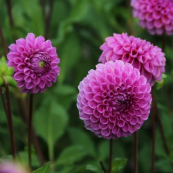 Dahlia 'Ryecroft Jan'