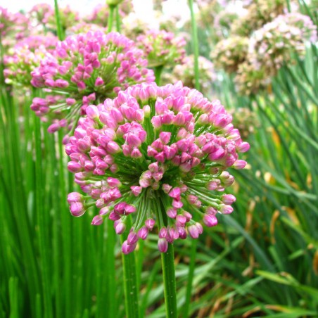 Allium 'Millenium'