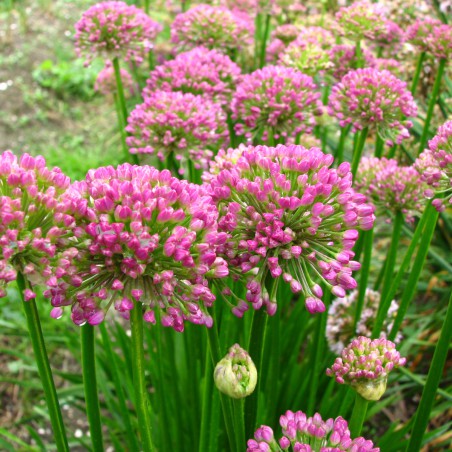 Allium 'Millenium'