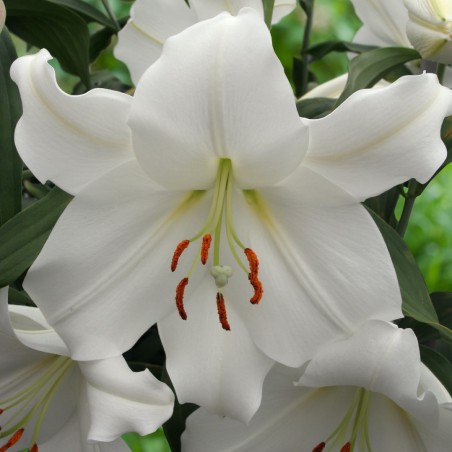 Lilium 'Casa Blanca'