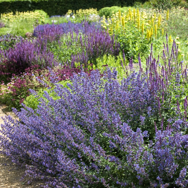 Nepeta faassenii 'Walker's Low'