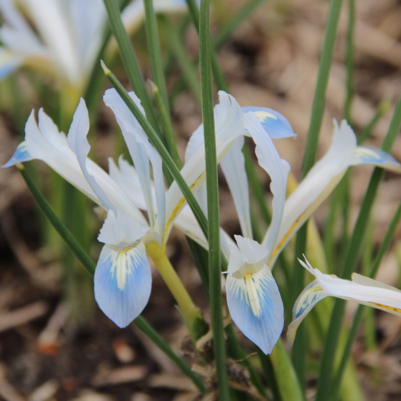 Iris Reticulata Frozen Planet