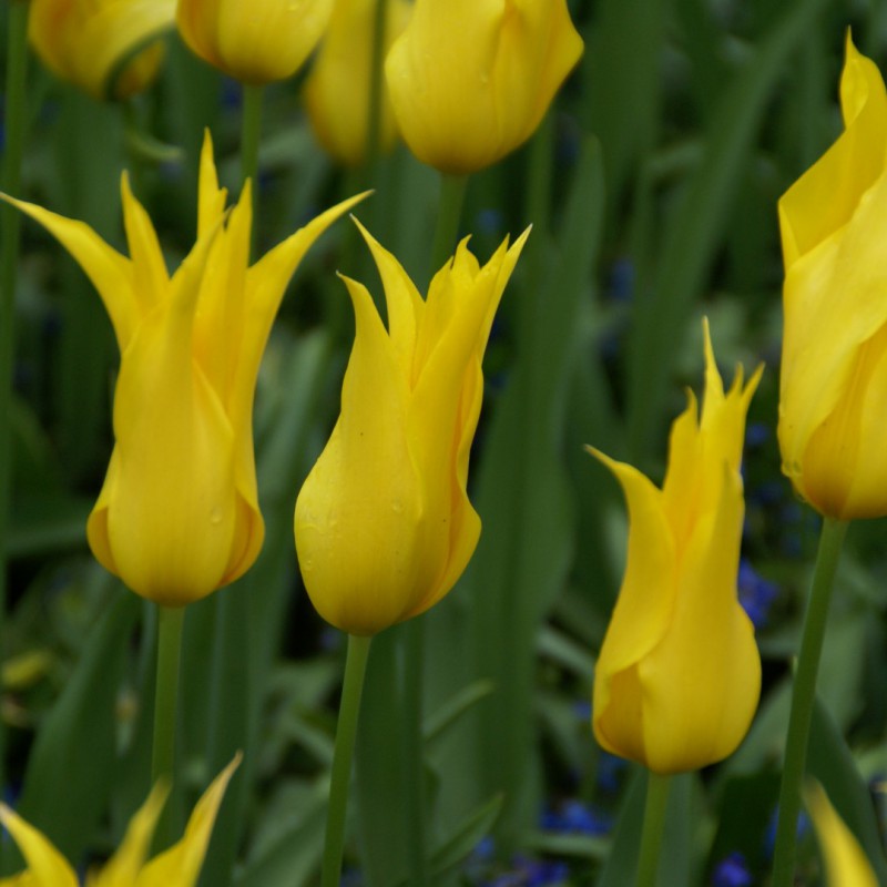 Tulips, lily-flowered