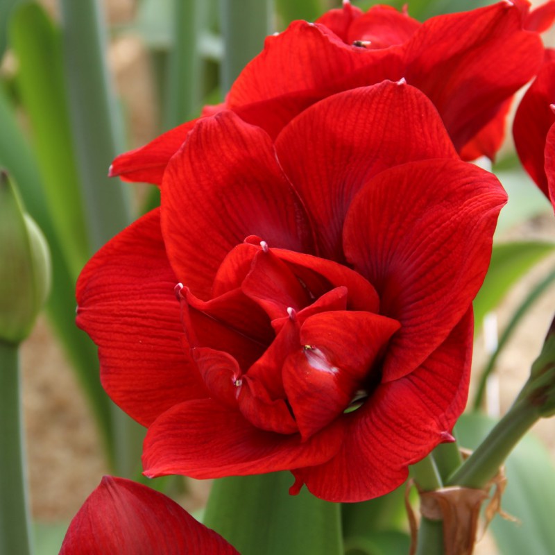 Hippeastrum 'Velvet Nymph'®