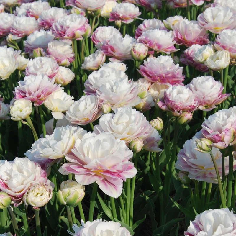 tulipa-double-surprise-6372.jpg