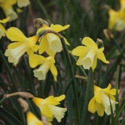 Narcissus 'Little Spell'