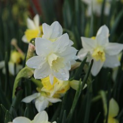 Narcissus 'Pueblo'