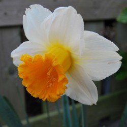 Narcissus 'Orange Sunset'