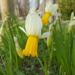 Narcissus 'Winter Walzer'