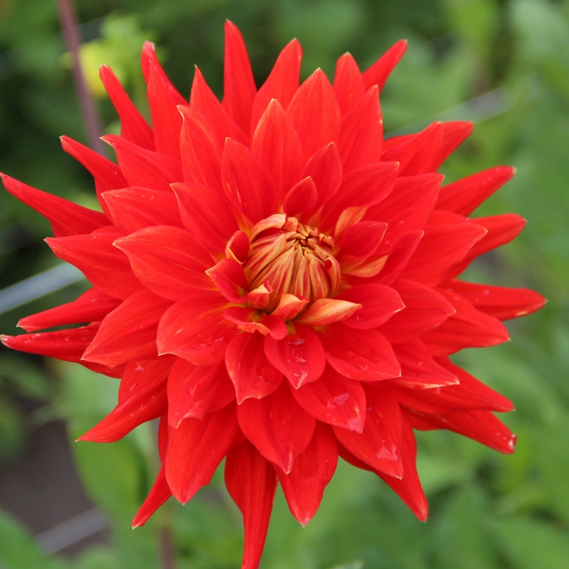 Dahlia 'Vulcan'