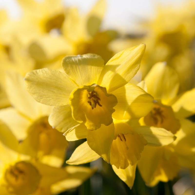 Narcissus, daffodils (3)