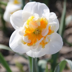 Narcissus 'Dolly Mollinger'