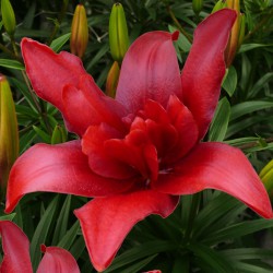 Lilium 'Bald Eagle'