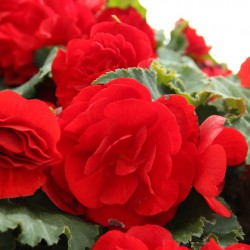 Begonia Non Stop rood
