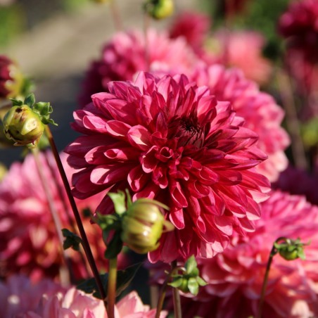 Dahlia 'Bacardi'