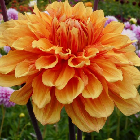 Dahlia 'Ben Huston'