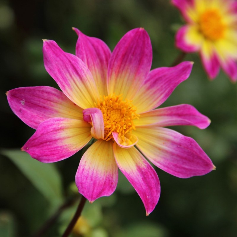 Dahlia 'Bright Eyes'