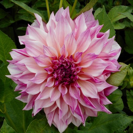 Dahlia 'Café au Lait Royal'