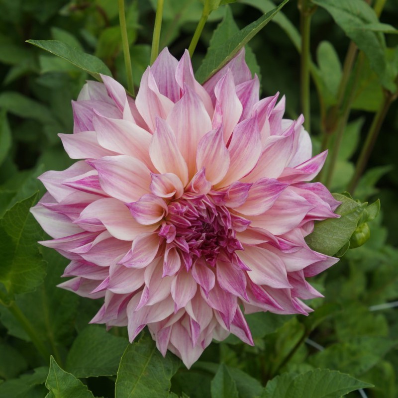 Dahlia 'café Au Lait Royal'