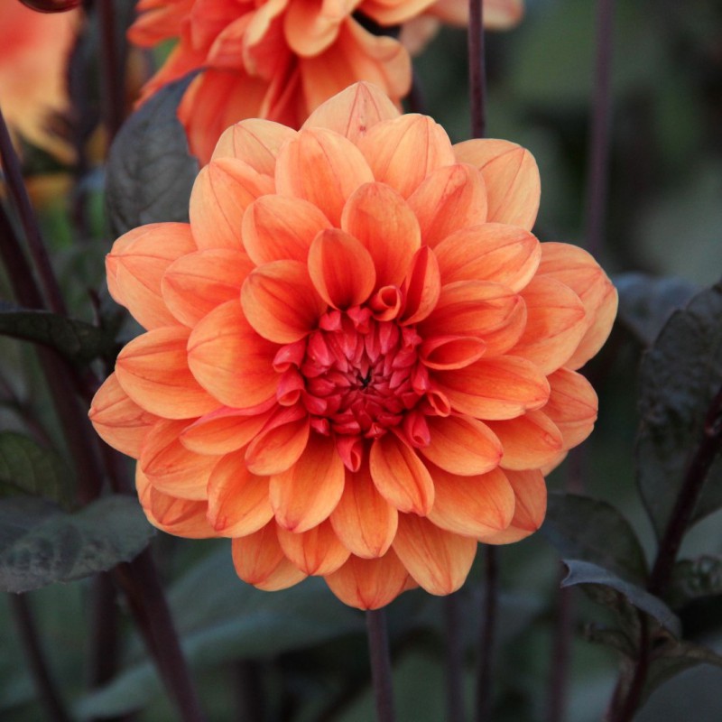 Dahlia 'David Howard'