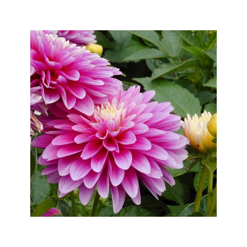 Dahlia Gallery Rembrandt