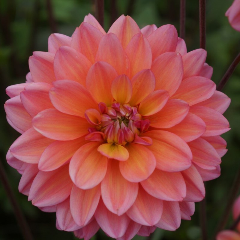 Dahlia 'Great Silence'